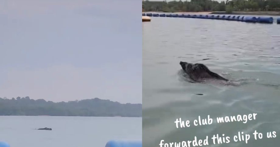 ‘Close to panicking’: Kayakers mistake wild boar swimming off Pasir Ris Park as crocodile, Singapore News