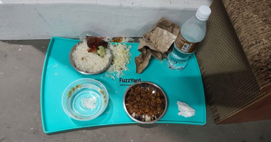 Netizens outraged after nasi lemak and sambal found on community cat’s feeding tray, Singapore News
