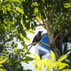 At least 10 people attacked by crows in Chinatown, most of them balding, Singapore News
