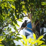 At least 10 people attacked by crows in Chinatown, most of them balding, Singapore News