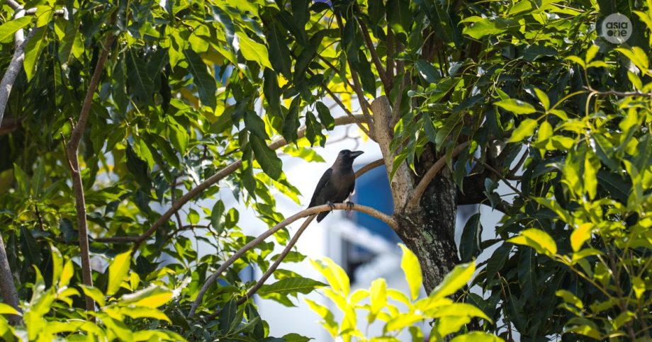 At least 10 people attacked by crows in Chinatown, most of them balding, Singapore News