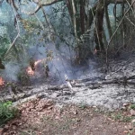 NEA urges responsible burning during Qing Ming