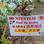 ‘Karma’ and ‘heaven is watching’: Sign at Simon Lane warns against stealing plants