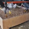 One of Singapore’s peregrine falcon chicks found dead