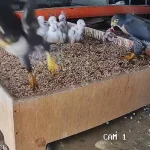 One of Singapore’s peregrine falcon chicks found dead