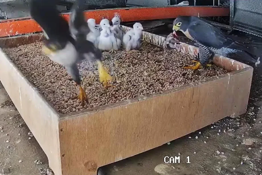 One of Singapore’s peregrine falcon chicks found dead One of Singapore’s peregrine falcon chicks found dead