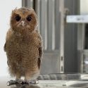 Couple spot baby owl atop car in Bukit Batok, care for it until NParks officers arrive, Singapore News