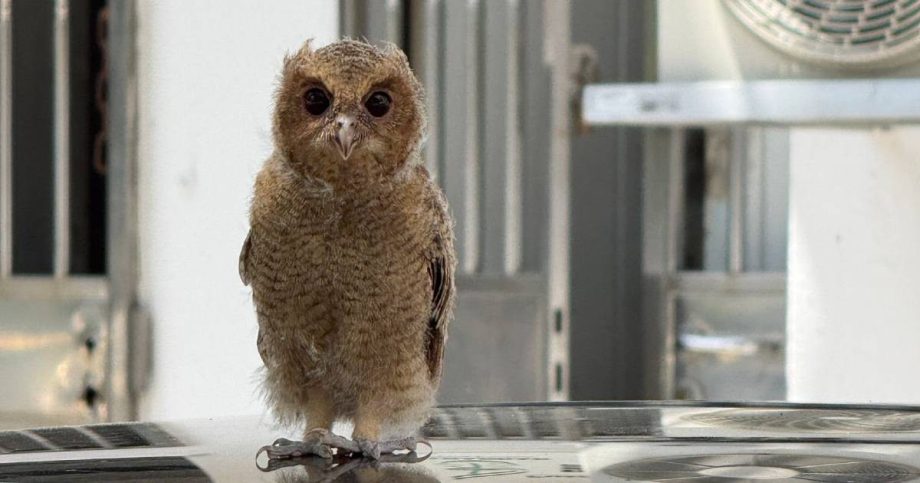 Couple spot baby owl atop car in Bukit Batok, care for it until NParks officers arrive, Singapore News