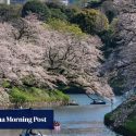 Cultural clashes, ‘unruly crowds’ at Japan’s cherry blossom parties stir overtourism debate