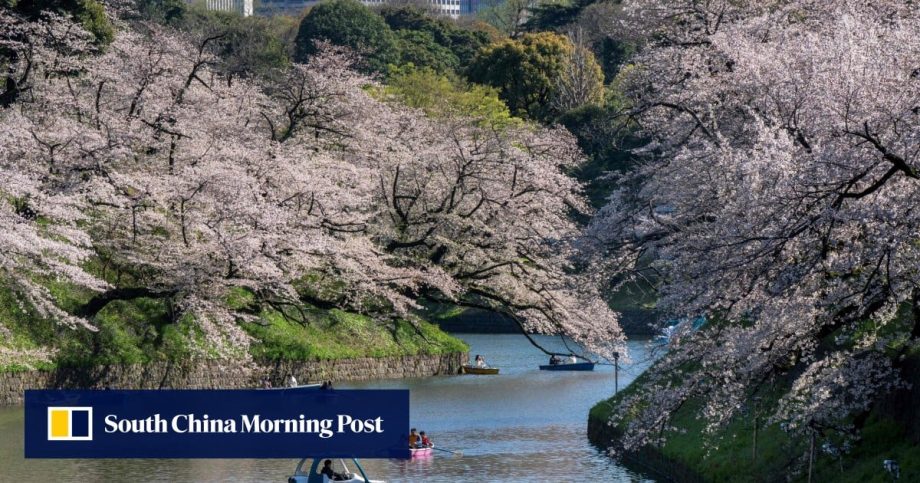 Cultural clashes, ‘unruly crowds’ at Japan’s cherry blossom parties stir overtourism debate