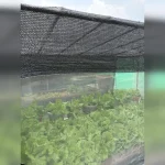 Beating the heat in Singapore’s gardens