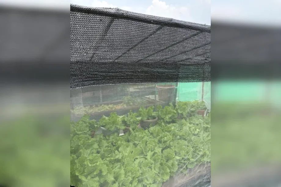 Beating the heat in Singapore’s gardens