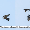 S’pore juvenile peregrine falcon fumbles mid-air catch after father’s ‘baton pass’ of pigeon