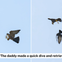 S’pore juvenile peregrine falcon fumbles mid-air catch after father’s ‘baton pass’ of pigeon