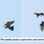 S’pore juvenile peregrine falcon fumbles mid-air catch after father’s ‘baton pass’ of pigeon