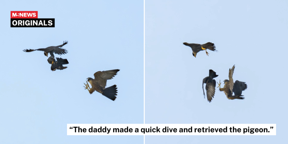 S’pore juvenile peregrine falcon fumbles mid-air catch after father’s ‘baton pass’ of pigeon
