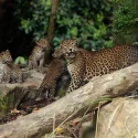 Singapore Zoo’s first Sri Lankan leopard cubs make public debut