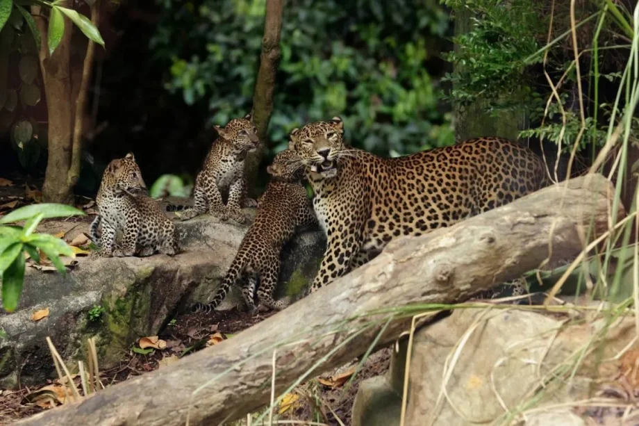 Singapore Zoo’s first Sri Lankan leopard cubs make public debut