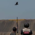 Robot decoys, trained marksmen deployed as Singapore resumes crow shooting operations after six-year hiatus