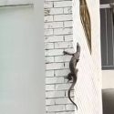 ‘Doing the Taipei 101 climb’: Monitor lizard spotted scaling HDB block in Bukit Merah, Singapore News