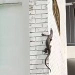 ‘Doing the Taipei 101 climb’: Monitor lizard spotted scaling HDB block in Bukit Merah, Singapore News