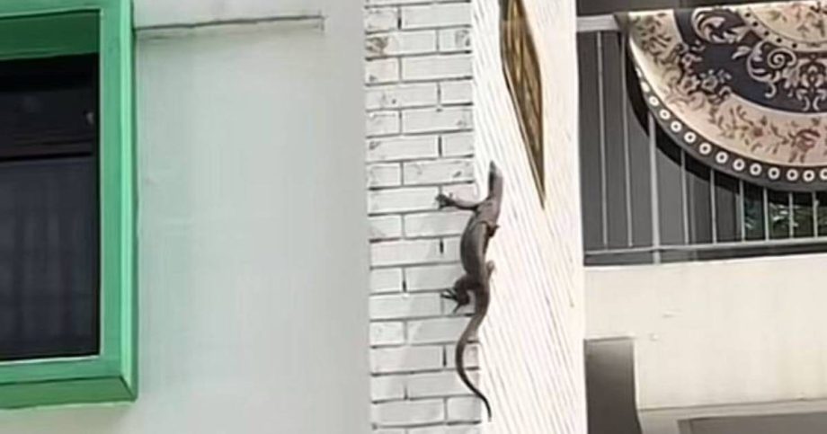 ‘Doing the Taipei 101 climb’: Monitor lizard spotted scaling HDB block in Bukit Merah, Singapore News