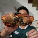 @aryanluc This whole cooked brown crab only cost  at Sheng Siong. #sg #sgtikt…