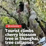 @mothershipsg climbing up the wrong type of wood A tourist heavily damaged a che… @mothershipsg climbing up the wrong type of wood A tourist heavily damaged a che…