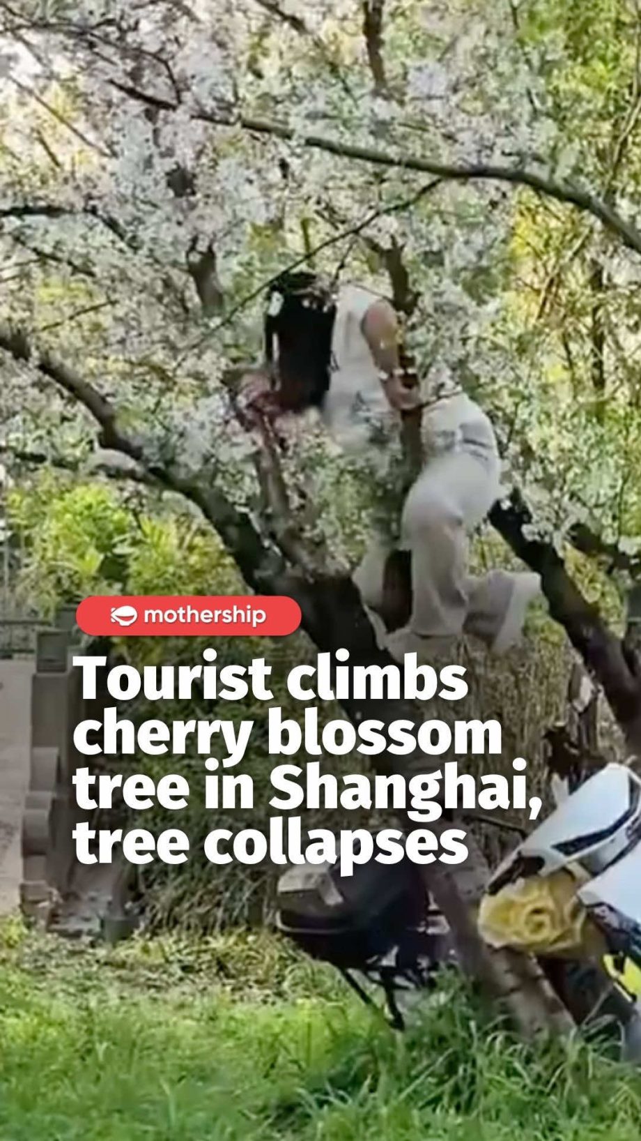 @mothershipsg climbing up the wrong type of wood A tourist heavily damaged a che…