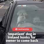 @mothershipsg if only i had a honk everytime my mom left me alone at the superma… @mothershipsg if only i had a honk everytime my mom left me alone at the superma…