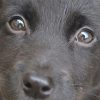 Dogs and People: Stories of Redemption and Mutual Rescue