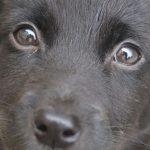 Dogs and People: Stories of Redemption and Mutual Rescue