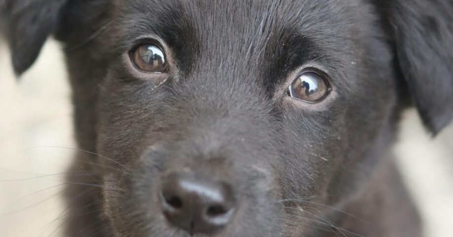 Dogs and People: Stories of Redemption and Mutual Rescue Dogs and People: Stories of Redemption and Mutual Rescue