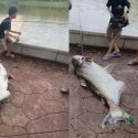 ‘You caught a record fish’: Boys reel in huge catfish at Punggol Park, Singapore News