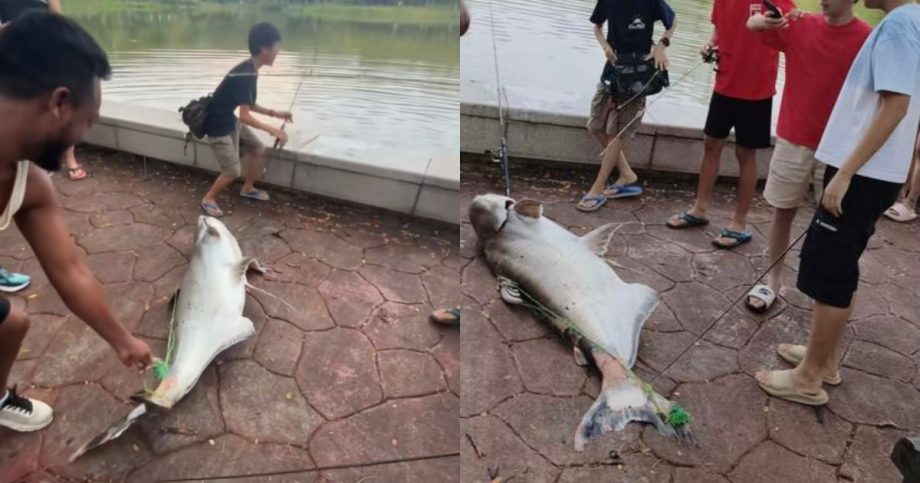 ‘You caught a record fish’: Boys reel in huge catfish at Punggol Park, Singapore News ‘You caught a record fish’: Boys reel in huge catfish at Punggol Park, Singapore News
