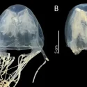 New species of venomous box jellyfish discovered in Singapore waters, dubbed after Sentosa’s historical Malay name