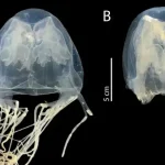 New species of venomous box jellyfish discovered in Singapore waters, dubbed after Sentosa’s historical Malay name