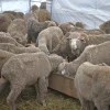 The Meat Brothers to offer alternatives for korban