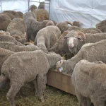 The Meat Brothers to offer alternatives for korban