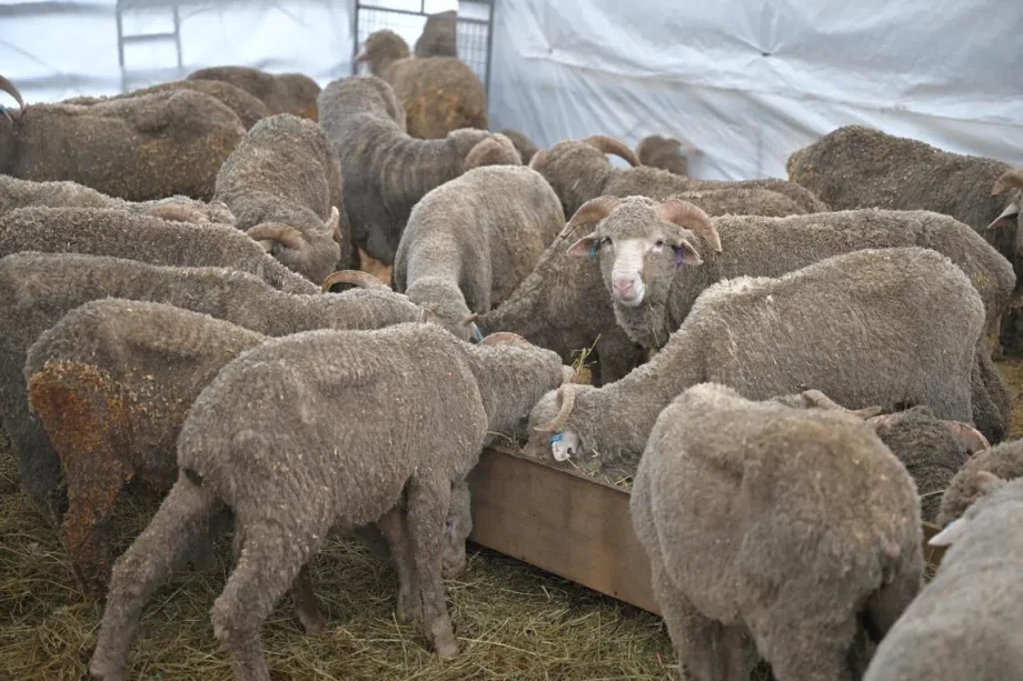 The Meat Brothers to offer alternatives for korban