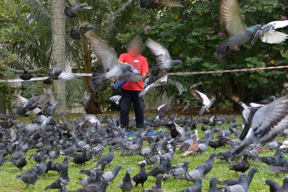 Singapore residents who repeatedly feed wildlife illegally to face jail, stiffer fines