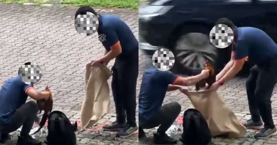 Tugged, tossed into van: Acres files report over alleged wild rooster mistreatment, Singapore News Tugged, tossed into van: Acres files report over alleged wild rooster mistreatment, Singapore News