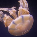 New species of deadly box jellyfish discovered in Singapore waters