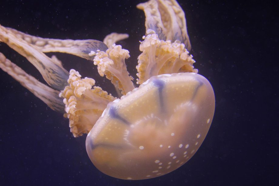 New species of deadly box jellyfish discovered in Singapore waters New species of deadly box jellyfish discovered in Singapore waters
