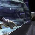Hawksbill turtles get head start in Singapore