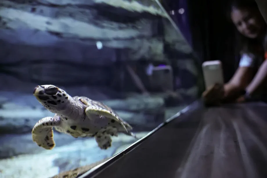 Hawksbill turtles get head start in Singapore