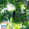 Wildlife feeders, including those who feed birds, to face stiffer penalties under proposed amendments, Singapore News