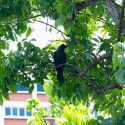 Wildlife feeders, including those who feed birds, to face stiffer penalties under proposed amendments, Singapore News