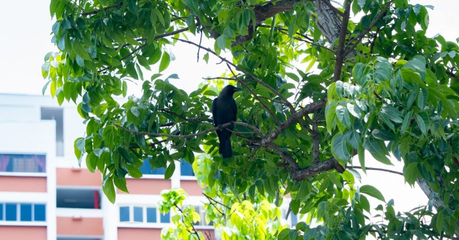 Wildlife feeders, including those who feed birds, to face stiffer penalties under proposed amendments, Singapore News