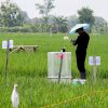 How Singapore scientists are nurturing a climate-friendly rice revolution with some regional farmers